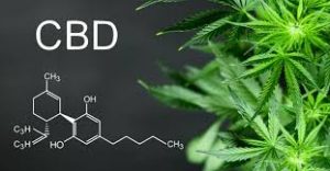 ERBA LEGALE CBD: LA CANNABIS NELLA COSMESI ERBA LEGALE CBD: LA CANNABIS NELLA COSMESI